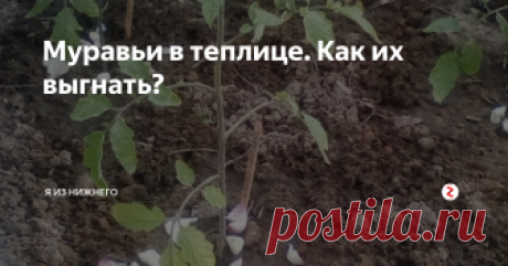 Муравьи в теплице. Как их выгнать? Никогда не думала, что столкнуться с такой бедой: нашествие муравьёв на грядках с помидорами пугает.
Я бы и не придала значения их наличию, но чёрные садовые мураши совсем обнаглели: они жрут мои помидоры! 4 куста уже перегрызли... Считайте, что я разозлилась: объявляю войну муравьям!