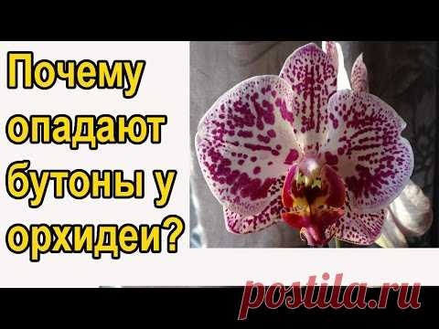 Почему опадают цветы у орхидеи?