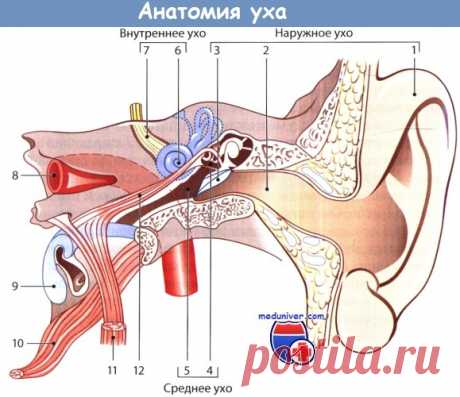 Методы лечения шума в ушах и лекарства при нем