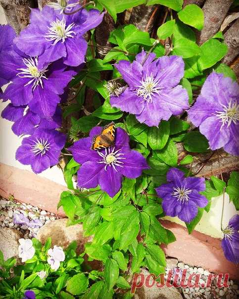 Прекрасный КЛЕМАТИС 💜