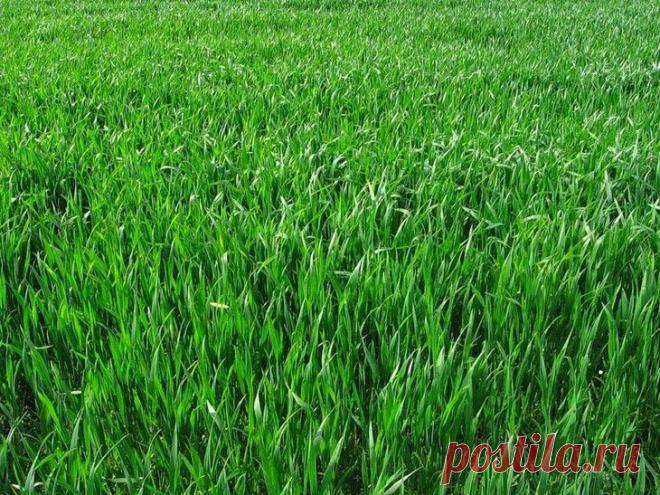 Овёс, как сидерат: когда косить? Во-первых, овес отлично обогащает землю калием, поэтому это растение – подходящий сидерат под томаты, баклажаны, клубнику и прочие культуры, заинтересованные в ударных дозах калия. Во-вторых – он деше...