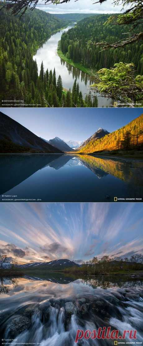 Лучшие фотографии дикой природы России