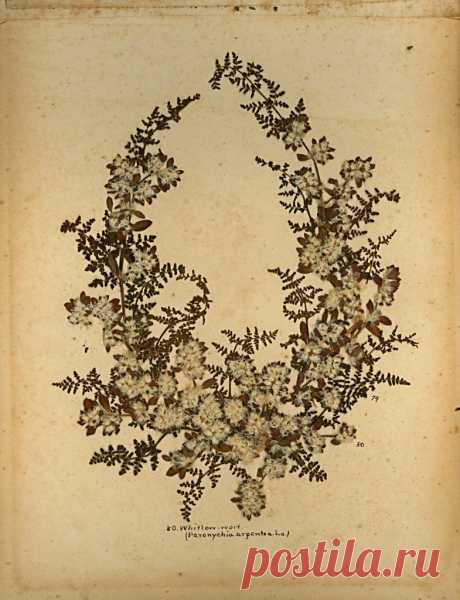 Blumen des Heiligen Lande 
(Цветы Святой Земли)

Фредерик Вестер
1890-е годы