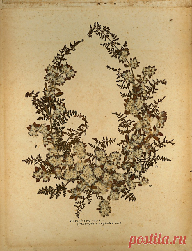 Blumen des Heiligen Lande 
(Цветы Святой Земли)

Фредерик Вестер
1890-е годы