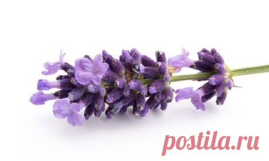 Название на лат.: Lavendula officinale
Планета растения: Меркурий
Стихия растения: воздух
Какие части растения используются: цветы
Основные свойства растения: любовь, защита от злых сил, очищение