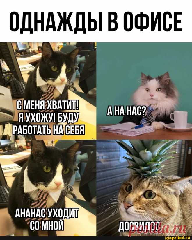 ОДНАЖДЫ В ОФИСЕ С МЕНЯ ХВАТИТ!... УХОЖУ БУДУ "ИАНАС? РАБОТАТЬ НА СЕБЯ АНАНАС УХОДИТ.._ омй ДОСВИДОС - АйДаПрикол