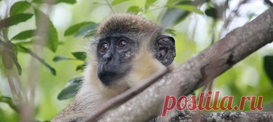 Из клетки – в мангровые заросли! 🍃 Вот уже несколько десятков лет неподалеку от американского аэропорта живет группа африканских мартышек. Откуда они там взялись и что это за вид – выясняли ученые.