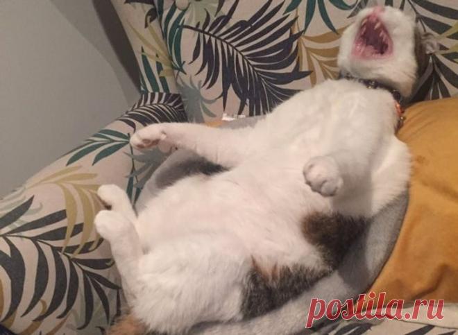 Драматические актёры из мира животных / Питомцы