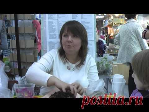 ДФ.Агротехника стрептокарпусов. И Киселёва