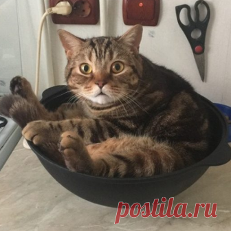 Усатые затейники Пришло время мимимишных картинок котиков. Ну вы же понимаете, что в интернете без них них просто никуда. И глядя на эти фото сразу становится ясно почему. Потому что они своими выходками, да и просто своим внешним видом подымают настроение миллионам людей.