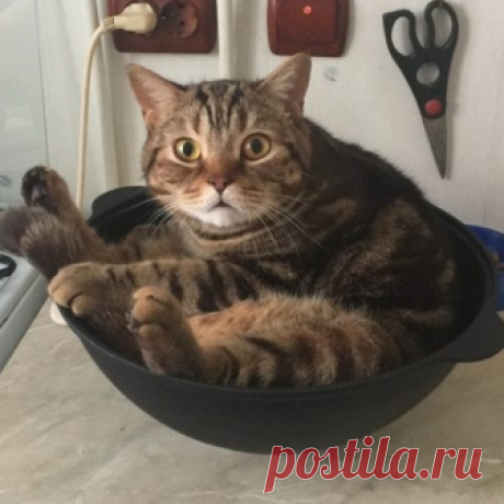 Усатые затейники Пришло время мимимишных картинок котиков. Ну вы же понимаете, что в интернете без них них просто никуда. И глядя на эти фото сразу становится ясно почему. Потому что они своими выходками, да и просто своим внешним видом подымают настроение миллионам людей.
