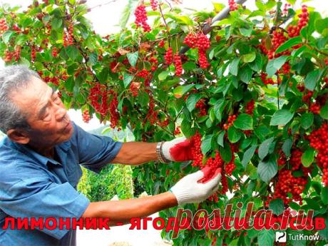 Одноклассники