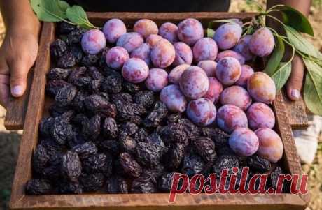 Какая же огромная польза чернослива