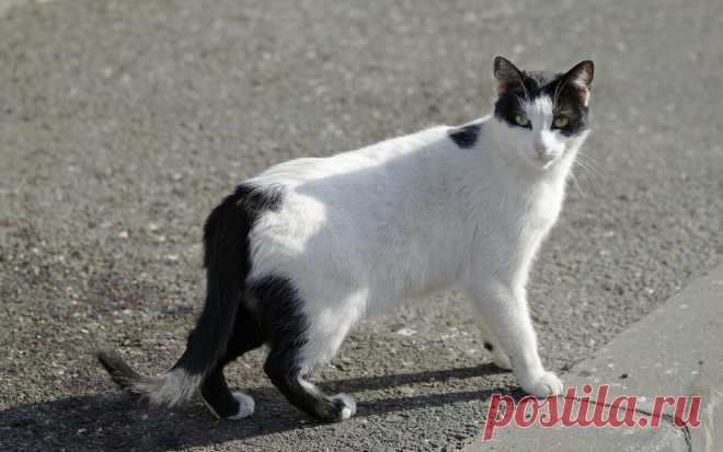 Женщина спасла кота от обнаглевших чаек | О кошках и не только | Яндекс Дзен