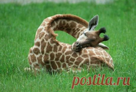 Животные, которые тоже устали