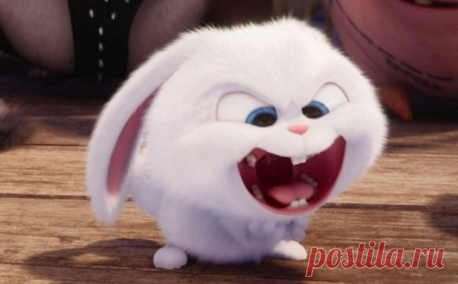 Коротко обо мне: Злая зая