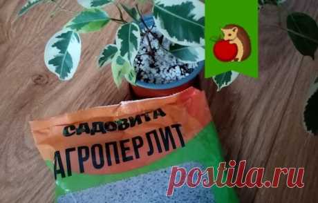 Перлит - мой настоящий помощник в цветоводстве. 5 вариантов как использовать и какого результата ожидать | садоёж | Яндекс Дзен
