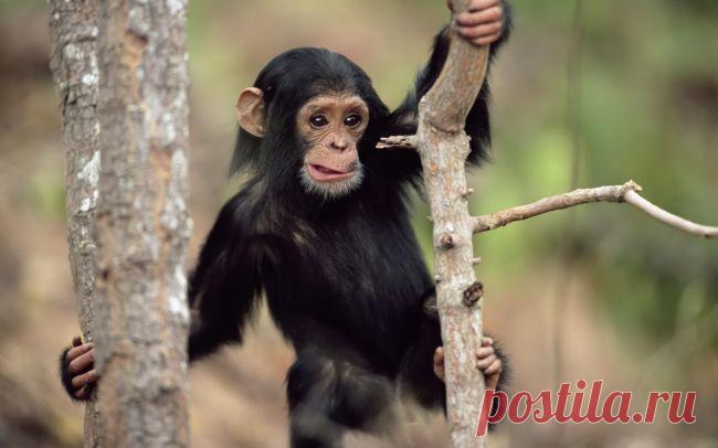 Плейкаст «●♥๑ஐ♥ღМы веселые МАРТЫШКИ... ●♥๑ஐ♥ღ»