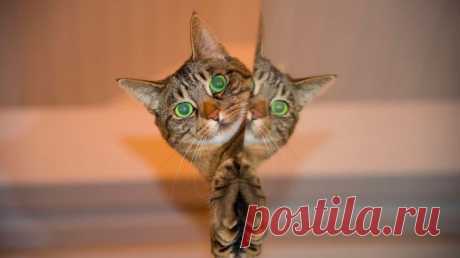 КАК КОШКА ЛОВКО ОБМАНУЛА ХОЗЯИНА, ЧТОБЫ ДОБРАТЬСЯ ДО ЗАВЕТНОЙ ВКУСНЯТИНЫ… ВОТ ВЫДУМЩИЦА :) — Лап-Ушки.com — любимые животные