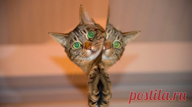 КАК КОШКА ЛОВКО ОБМАНУЛА ХОЗЯИНА, ЧТОБЫ ДОБРАТЬСЯ ДО ЗАВЕТНОЙ ВКУСНЯТИНЫ… ВОТ ВЫДУМЩИЦА :) — Лап-Ушки.com — любимые животные