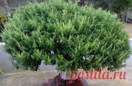 Священное растение у индийцев | Кроссворды, Сканворды