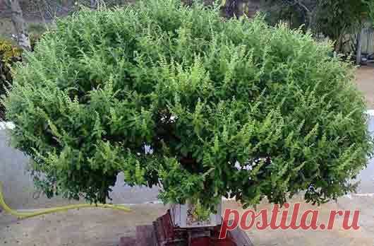 Священное растение у индийцев | Кроссворды, Сканворды