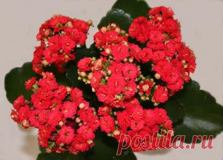 Пересадка и 6 способов размножения калонхоэ Размножение каланхоэ листом и черенками. Как пересадить каланхоэ в домашних условиях. Уход. Земля и почва для каланхоэ. Какая земля нужна? Как рассадить каланхоэ.