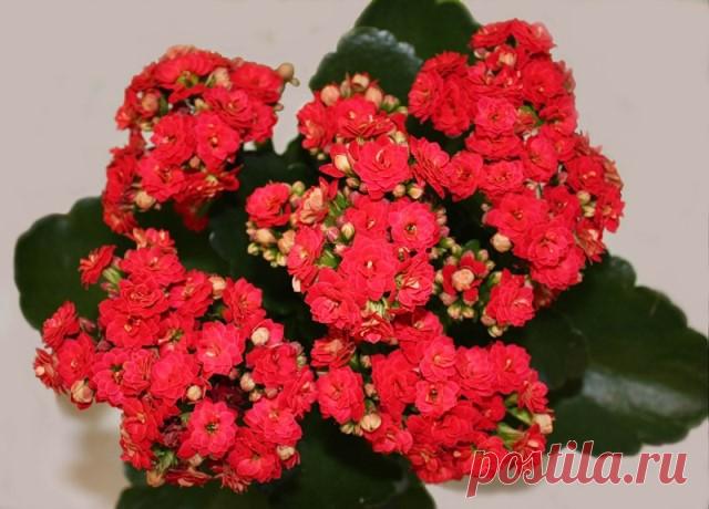 Пересадка и 6 способов размножения калонхоэ Размножение каланхоэ листом и черенками. Как пересадить каланхоэ в домашних условиях. Уход. Земля и почва для каланхоэ. Какая земля нужна? Как рассадить каланхоэ.