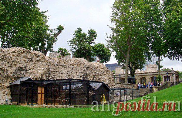 Кто отвечает за воронов лондонского Тауэра? | Англофил