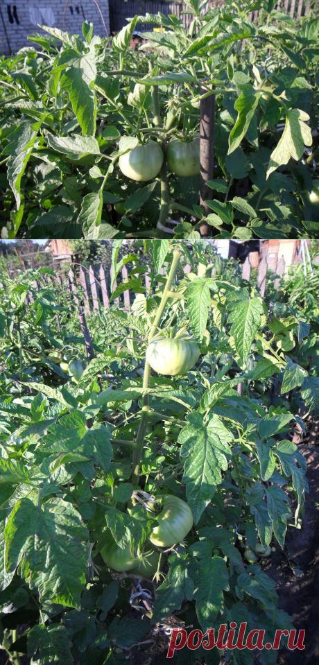 Вкусные помидоры: Прищипка верхушек помидоров