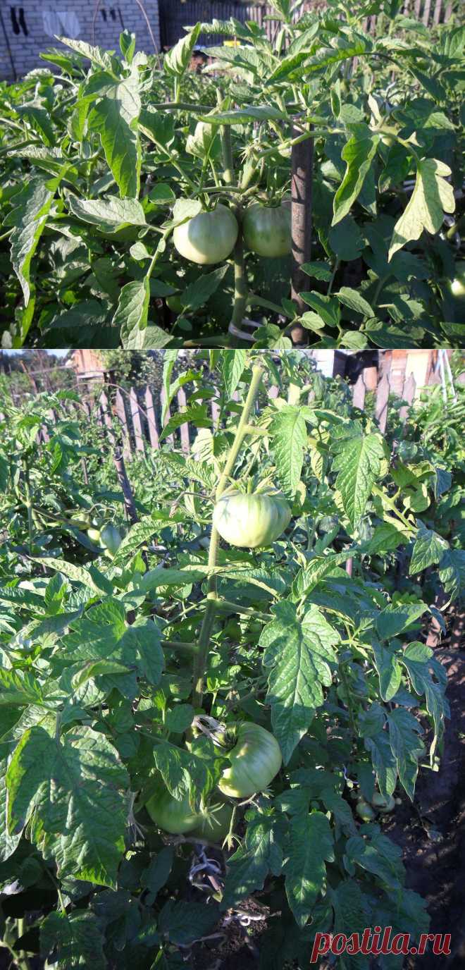 Вкусные помидоры: Прищипка верхушек помидоров