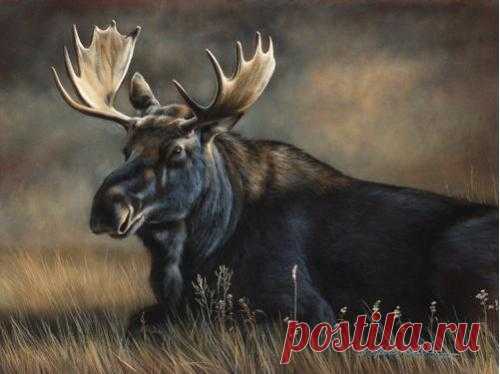 Отметьте свой календарь.. Шоу в Миннесоте, Флориде и Техасе | Картины дикой природы и природы Ребекки Лэтэм