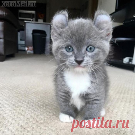 Котомышка ... Мышекот?!