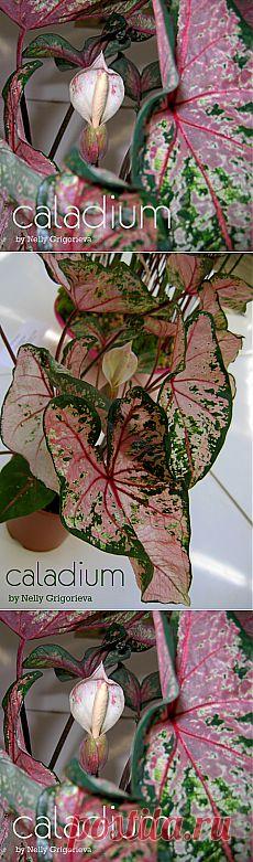 Каладиум. Caladium  | Ландшафтная мастерская Григорьевой Нелли/landscape by Nelly/