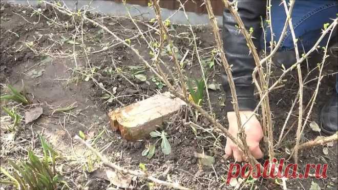 КРЫЖОВНИК_ ПРАВИЛЬНАЯ ОБРЕЗКА куста, ОБРАБОТКА от БОЛЕЗНЕЙ и БЫСТРОЕ РАЗМНОЖЕНИЕ