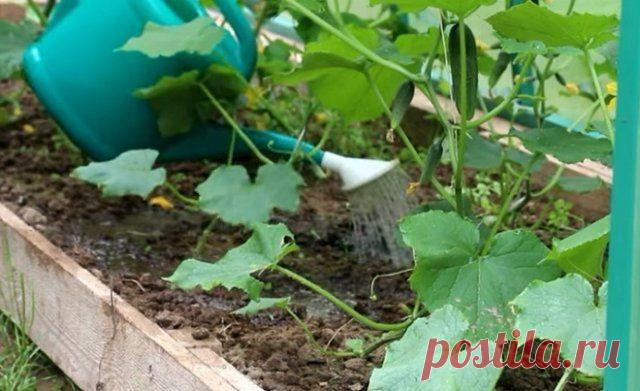 +++Внекорневая подкормка огурцов – самые лучшие рецепты | Огурцы (Огород.ru)