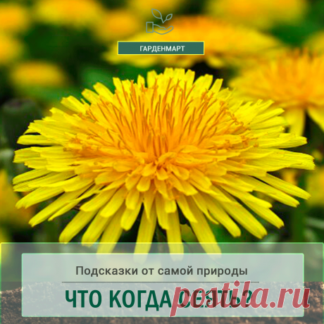 КОГДА ЧТО СЕЯТЬ? ПОДСКАЗКИ САМОЙ ПРИРОДЫ   

Непредсказуемая погода может спутать все планы, поэтому сверяйте сроки посева по природному календарю. 

День, когда зацветает мать-и-мачеха можно считать весной  дачника-огородника. Раньше от этого дня отсчитывался старт весенних работ. 

С 11-го дня побелка деревьев, рыхление земли, сбор старой листвы, посадка саженцев  деревьев. 

 С 14-го дня начиналась пахота земли и подготовка грядок. 

С 23-го дня засаживали ранние овощи:...
