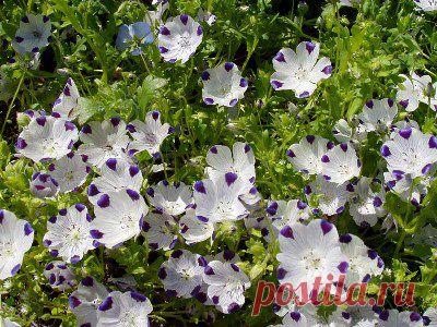 Цветы для ленивых. Бордюр и клумба без хлопот.