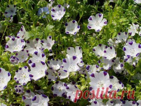 Цветы для ленивых. Бордюр и клумба без хлопот.