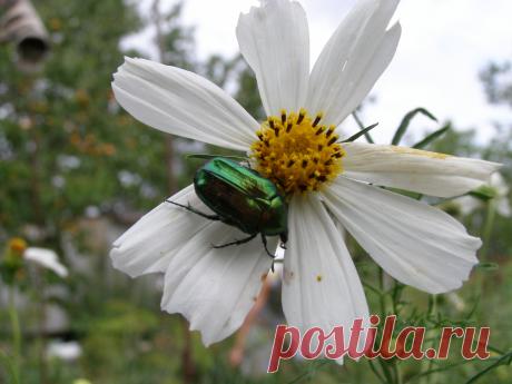 Природа