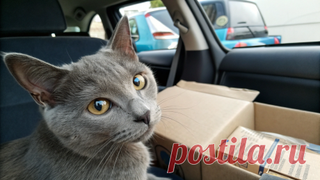 Пётр оглянулся и обомлел – с заднего сиденья на него смотрела хвостатая пассажирка | Котофеня | Дзен