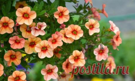 Она завоевала сердца садоводов-любителей и профессиональных ландшафтных дизайнеров долгим и невероятно красивым цветением, способностью расти на клумбе и в контейнере,