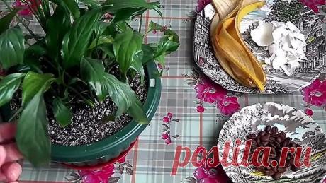 Абсолютно натуральное удобрение для растений! Поможет ОЖИВИТЬ самый ЧАХЛЫЙ