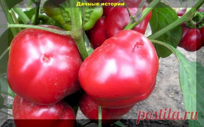 20 неприхотливых сортов-гибридов сладкого перца: вкуснейшие перцы, которые поражают своей урожайностью даже в открытом грунте | Дачные истории | Дзен