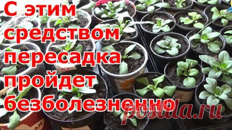 Перекись водорода для полива рассады. Оздоровление, укрепление корней при перевалке рассады петунии
