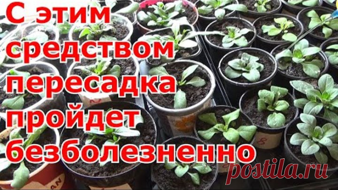 Перекись водорода для полива рассады. Оздоровление, укрепление корней при перевалке рассады петунии