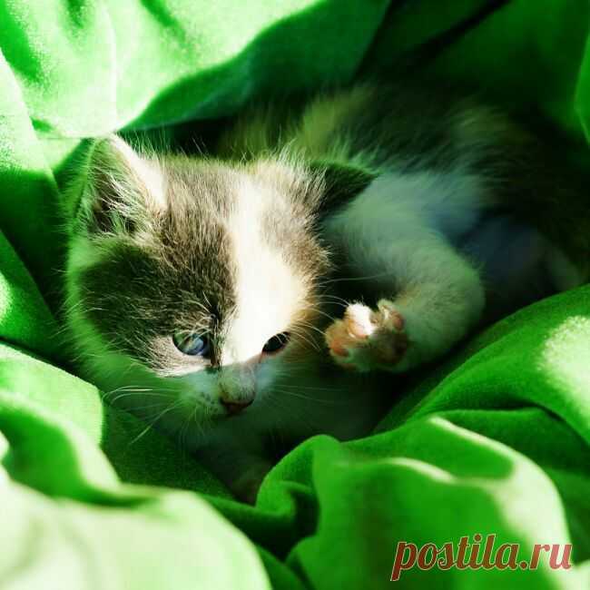 котята