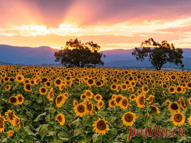 Sharon Fawell 🌸 в Instagram: «In a field in country NSW, a 5 hour drive from Sydney you’ll find this massive field of sunflowers. We battled flies, bugs, heat and even a…» 163 отметок «Нравится», 38 комментариев — Sharon Fawell 🌸 (@shazzygirl) в Instagram: «In a field in country NSW, a 5 hour drive from Sydney you’ll find this massive field of sunflowers.…»