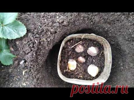 Тюльпаны, рассаживаю в бутылки. - YouTube