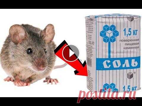 Как избавиться от мышей За 003 Минуточки! Как избавиться от мышей За 003 Минуточки!,как избавиться от мышей, как избавиться от крыс, борьба с мышами, мыши, борьба с крысами, как избавиться от ...